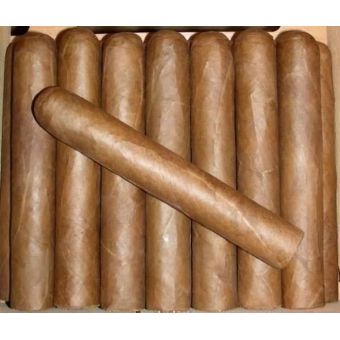 Robusto ohne Bauchbinde